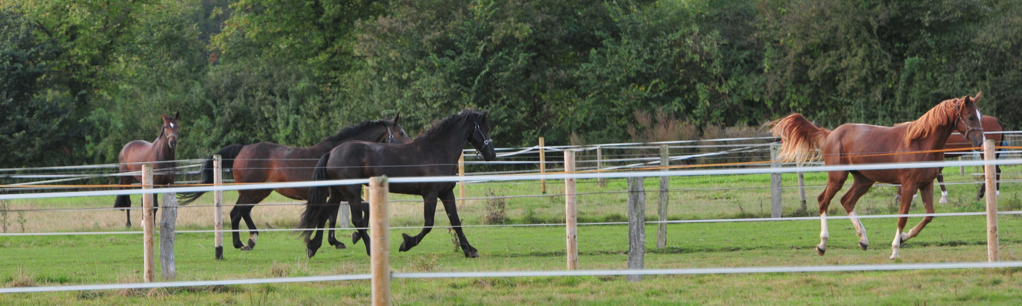 Reitanlage Weide Koppel